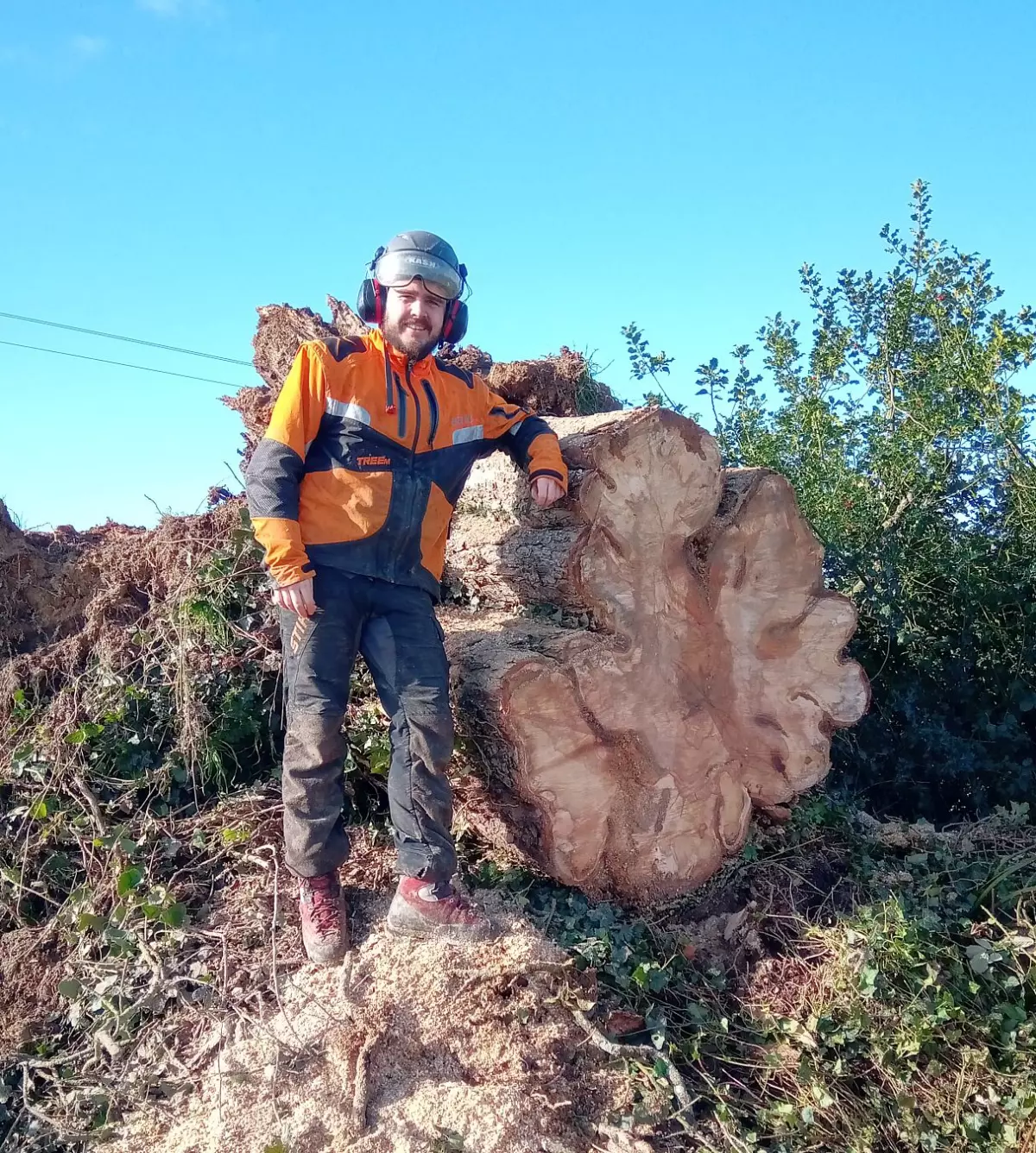 Arbre de belle circonférence